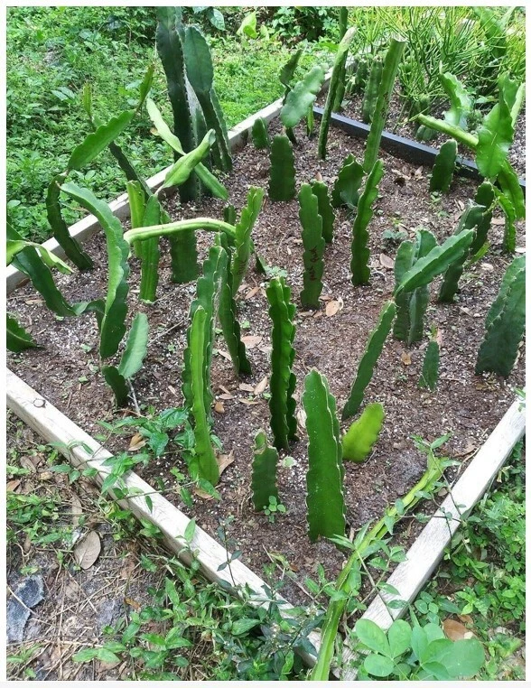 18” Dragon Fruit Cactus Plant with Pot – Hylocereus undatus Pitaya, Self-Pollinating Live Cactus for Indoor or Outdoor Growing