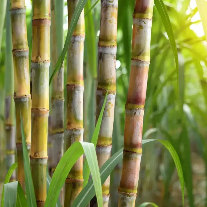 Yellow Sugarcane Cuttings – 20 Saccharum Officinarum Stalk Pieces 18in Long with 3–4 Nodes Each for Planting