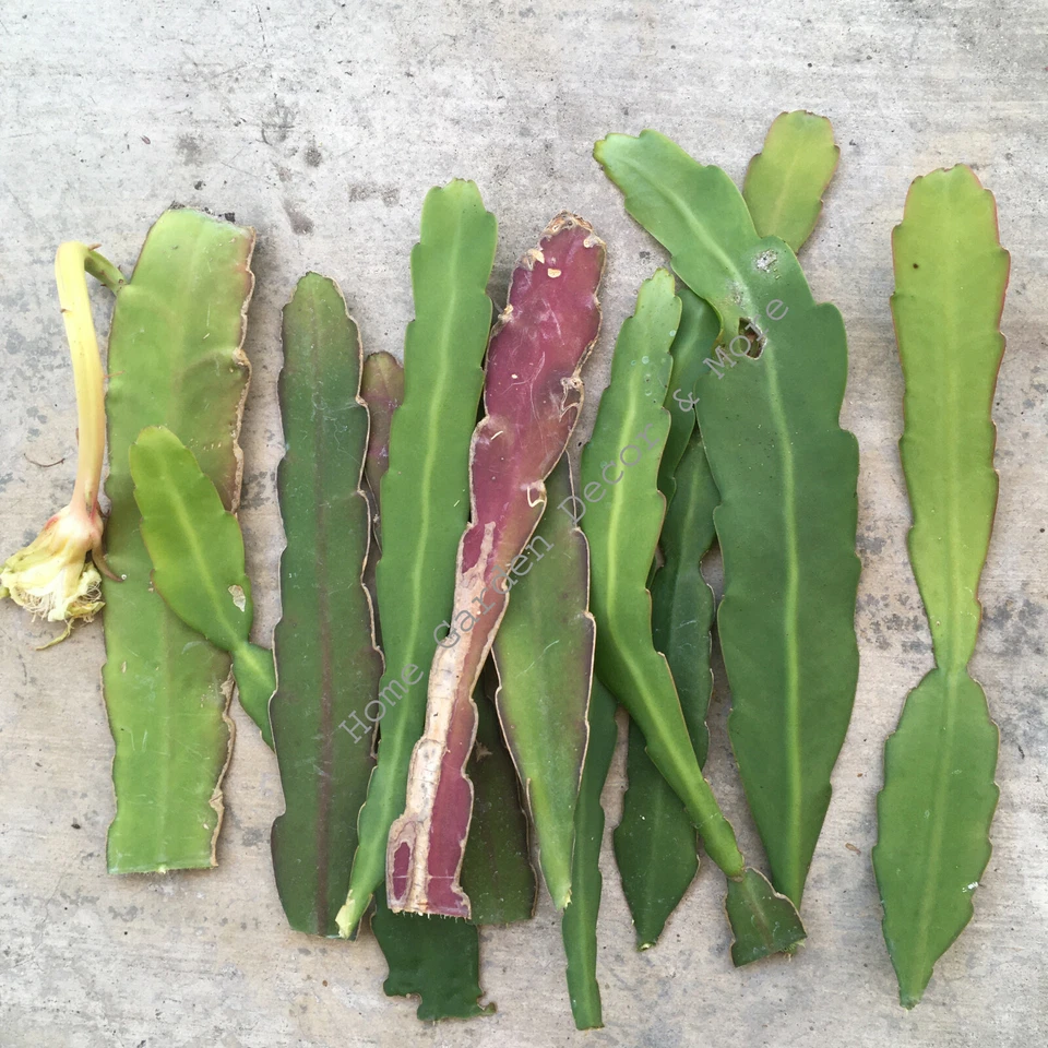 White Epiphyllum hookeri Strictum Orchid Cactus Cuttings, Mature Night Blooming Epiphytic Cactus Set of 4