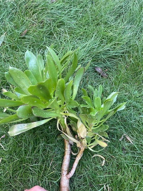 Tree Green Aeonium Succulent Cutting – 10 Inch Unrooted Stem for Indoor or Outdoor Planting