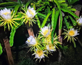 Colombian Yellow Dragon Fruit Cuttings – 8 Selenicereus megalanthus Pitahaya Stems 7 Inch or Longer