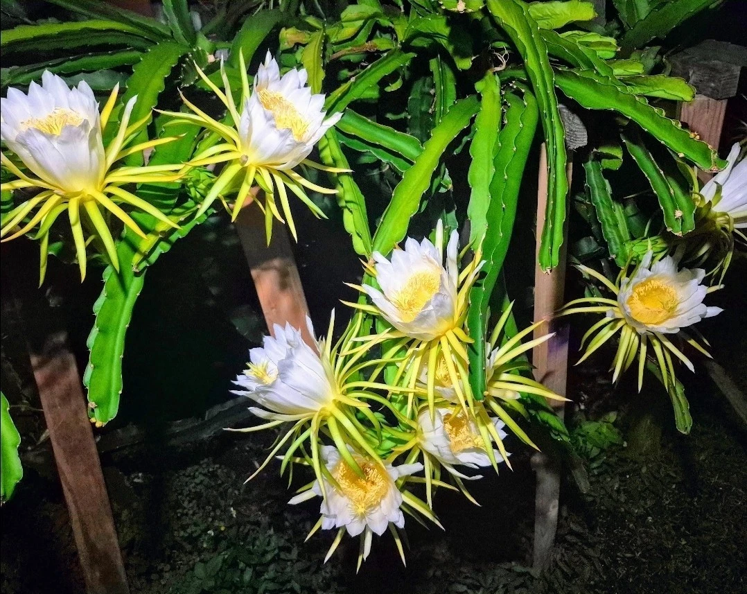 Colombian Yellow Dragon Fruit Cuttings – 8 Selenicereus megalanthus Pitahaya Stems 7 Inch or Longer