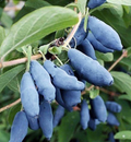 Blue Honeysuckle Honeyberry Cuttings Set of 5 Lonicera Kamtschatica Unrooted Shrub