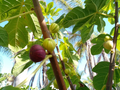 Martinenca Rimada Fig Cuttings – 2 Fresh Ficus Carica Cuttings, Purple Striped Variegated Fig Variety