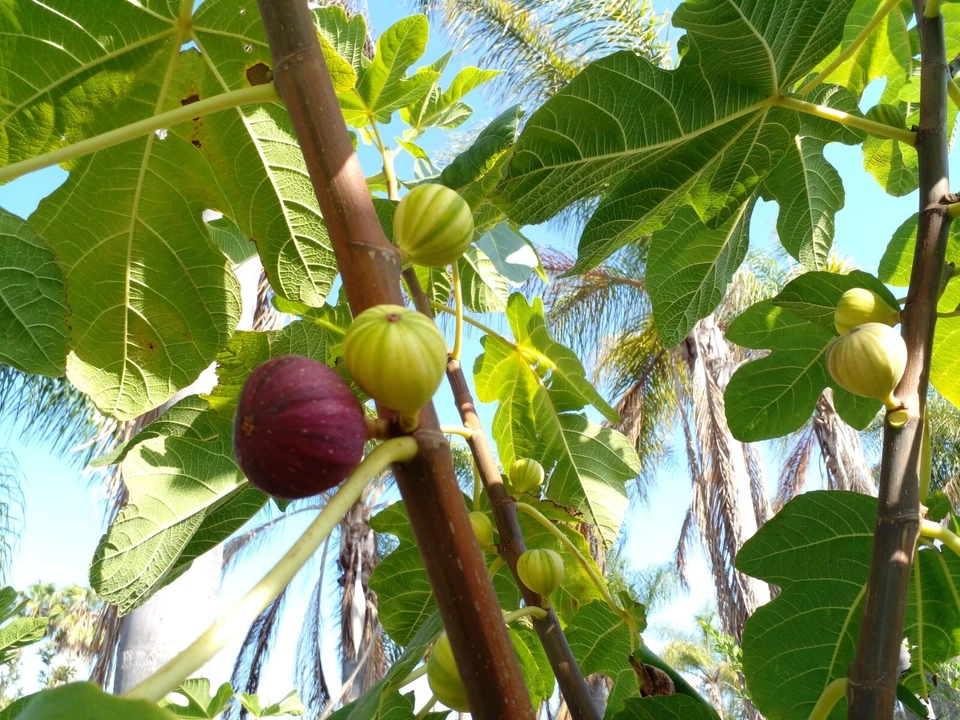 Martinenca Rimada Fig Cuttings – 2 Fresh Ficus Carica Cuttings, Purple Striped Variegated Fig Variety