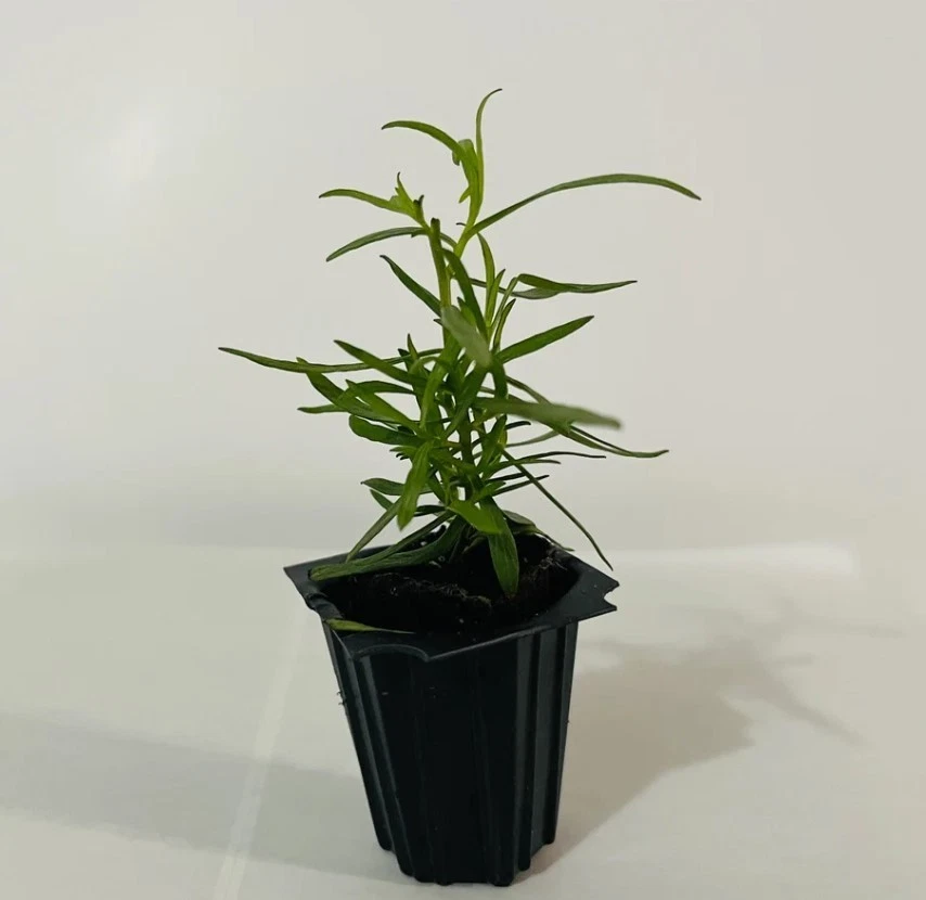 French Tarragon Live Starter Plants – 2–4 Inch Perennial Herb Plants, Artemisia Dracunculus Sativa