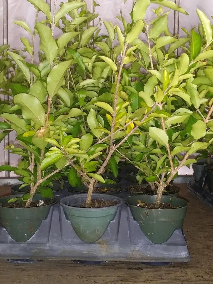 Barbados Acerola Cherry Tree Live Plant – Malpighia Emarginata Starter Plant, 12 Inch Cut Back