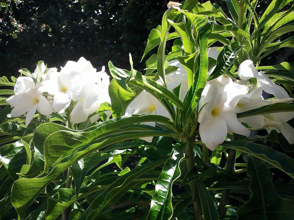 Plumeria Pudica Rooted Cutting – 15–20 Inch Live Plant – Tropical Evergreen Frangipani Tree