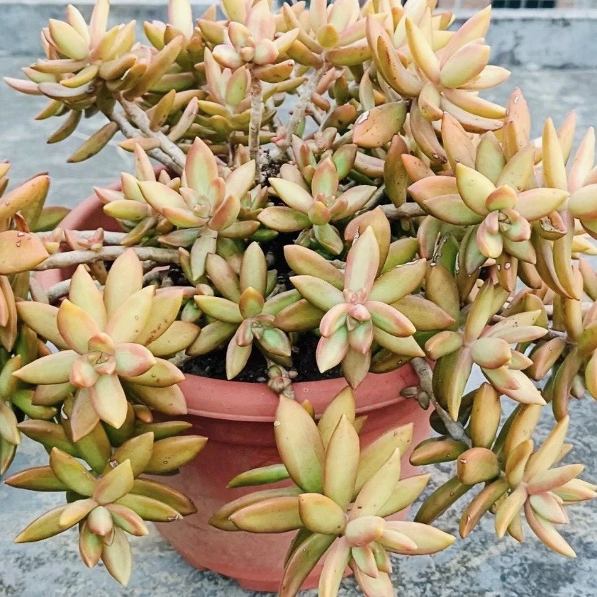 Sedum ‘Firestorm’ Cuttings – 3 Unrooted Succulent Stems, 3–4 Inch Length for Propagation