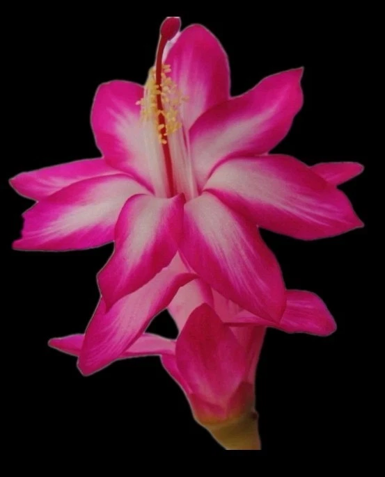 Thanksgiving Christmas Cactus Cuttings for Planting – 3 Unrooted Pink and White Schlumbergera Stems