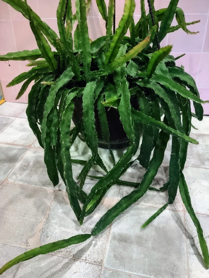 Hurricane Cactus Cutting – Unrooted Flat Form Lepismium Cruciforme Epiphytic Cactus for Propagation