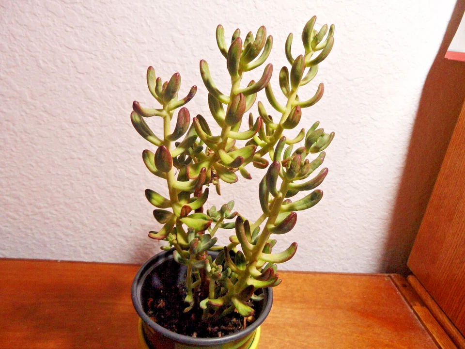 Sedum pachyphyllum Jelly Bean – 5 Fresh Succulent Cuttings, 4 Inch Stems – Plump Colorful Starter Cuttings
