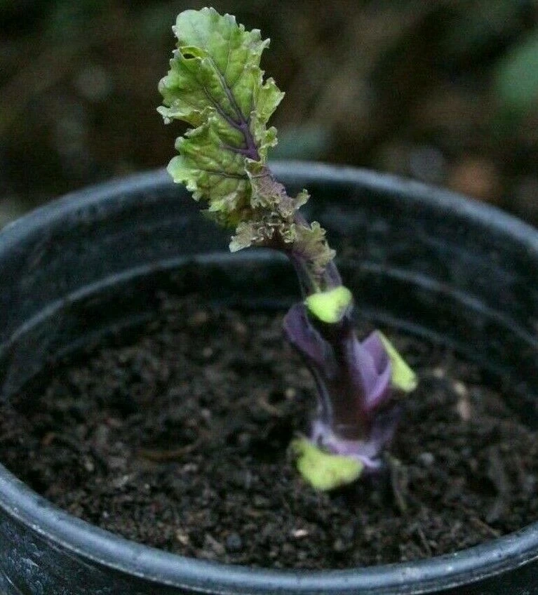 Perennial Purple Leaf Tree Collard Cutting – Brassica oleracea var. acephala Kale, 1 Unrooted Live Cutting