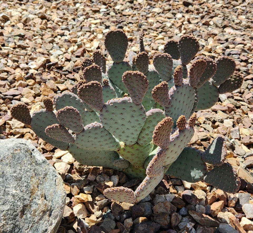 Opuntia basilaris ‘Caudata’ Cactus Pad for Planting – Baby Beavertail Prickly Pear, Unrooted Succulent Pad