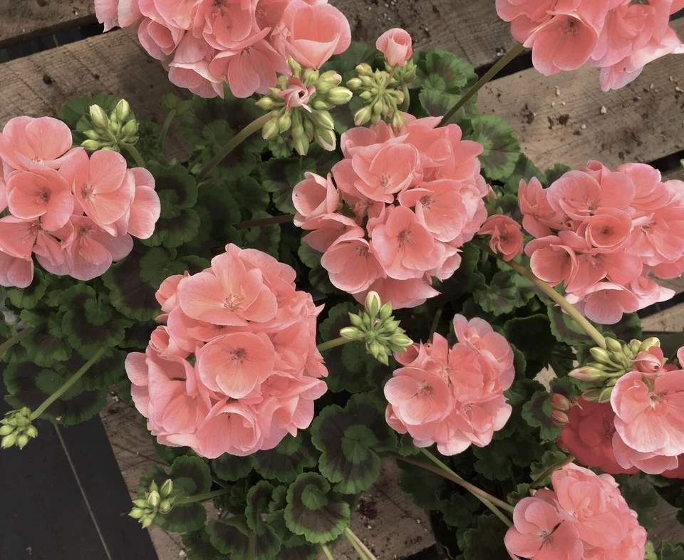 Coral Zonal Geranium Stem Cuttings – 10 Fresh Unrooted Pelargonium Cuttings for Rooting and Garden Growing