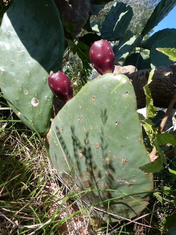 Tuna Roja Prickly Pear – Rooted Opuntia Ficus-Indica Nopal Starter Pad, Live Cactus Plant