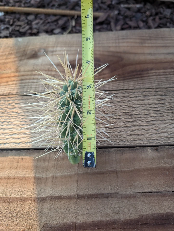 Jumping Cholla Cactus Live Cutting – Cylindropuntia Fulgida Unrooted Cactus Segment for Desert Garden Planting