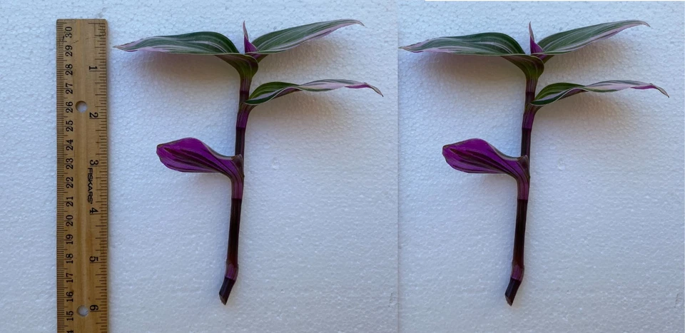 Tradescantia Nanouk Cuttings – 2 Pink Wandering Jew 6 Inch Indoor Houseplant Cuttings for Propagation
