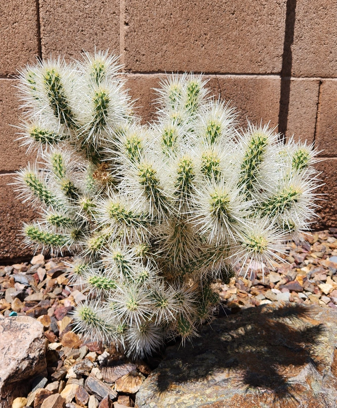 Silver Cholla Cactus Cutting Segment Cylindropuntia Echinocarpa Live Desert Cactus