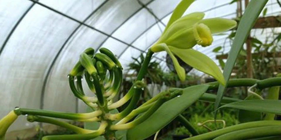 Vanilla Planifolia Cuttings – 12 Inch Live Unrooted Vanilla Orchid Vine Cuttings for Propagation