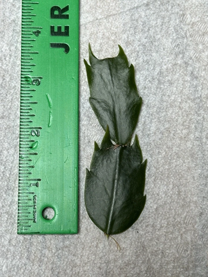 Red Schlumbergera Truncata Cutting for Planting – Giant Holiday Cactus Segment, Unrooted Live Plant