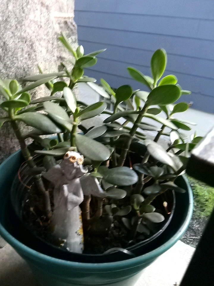 Green Jade Succulent Cutting for Planting – 4 Inch Unrooted Crassula Ovata Houseplant Starter