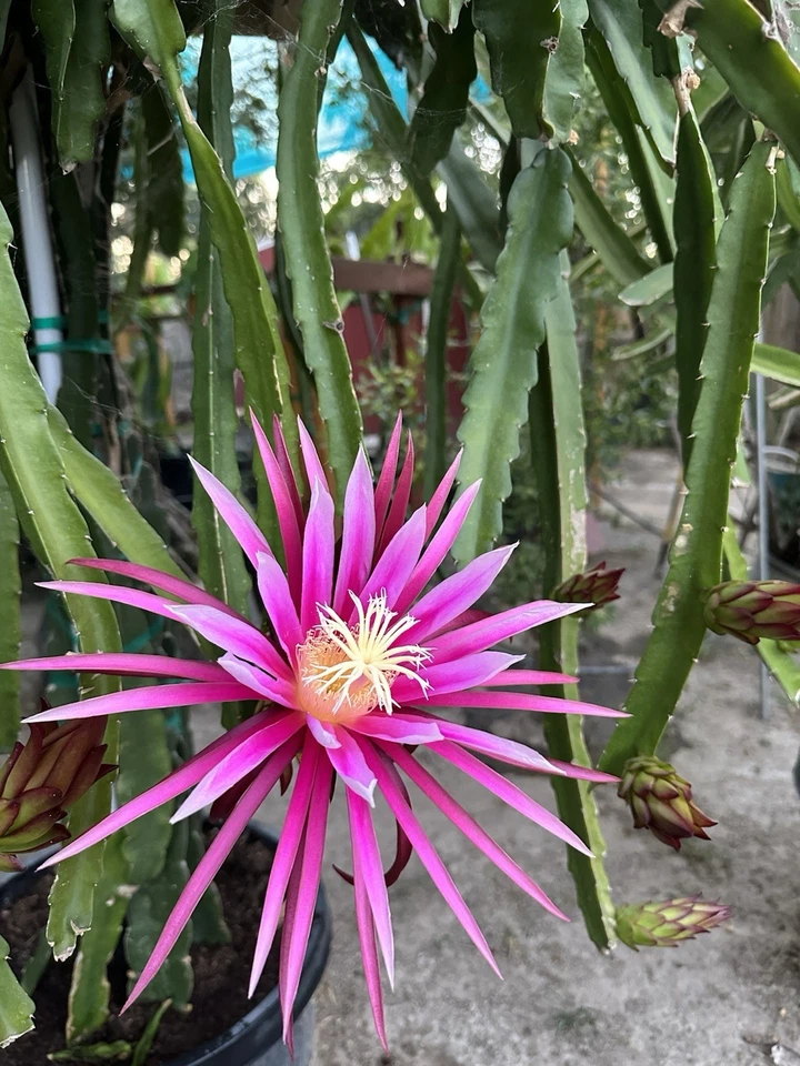 Connie Mayer Dragon Fruit – 8–12in Mature Hylocereus Cuttings, Live Pitaya Stems for Rooting and Propagation