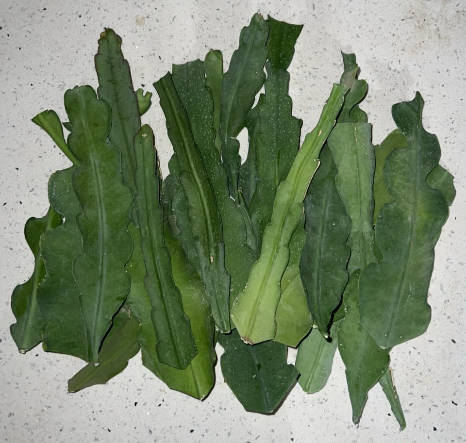 Epiphyllum Orange Swirl Cuttings – 4 Orchid Cactus 7–8” Cuttings, Epiphyllum Hybrid Starter Stems for Rooting & Blooming Plants