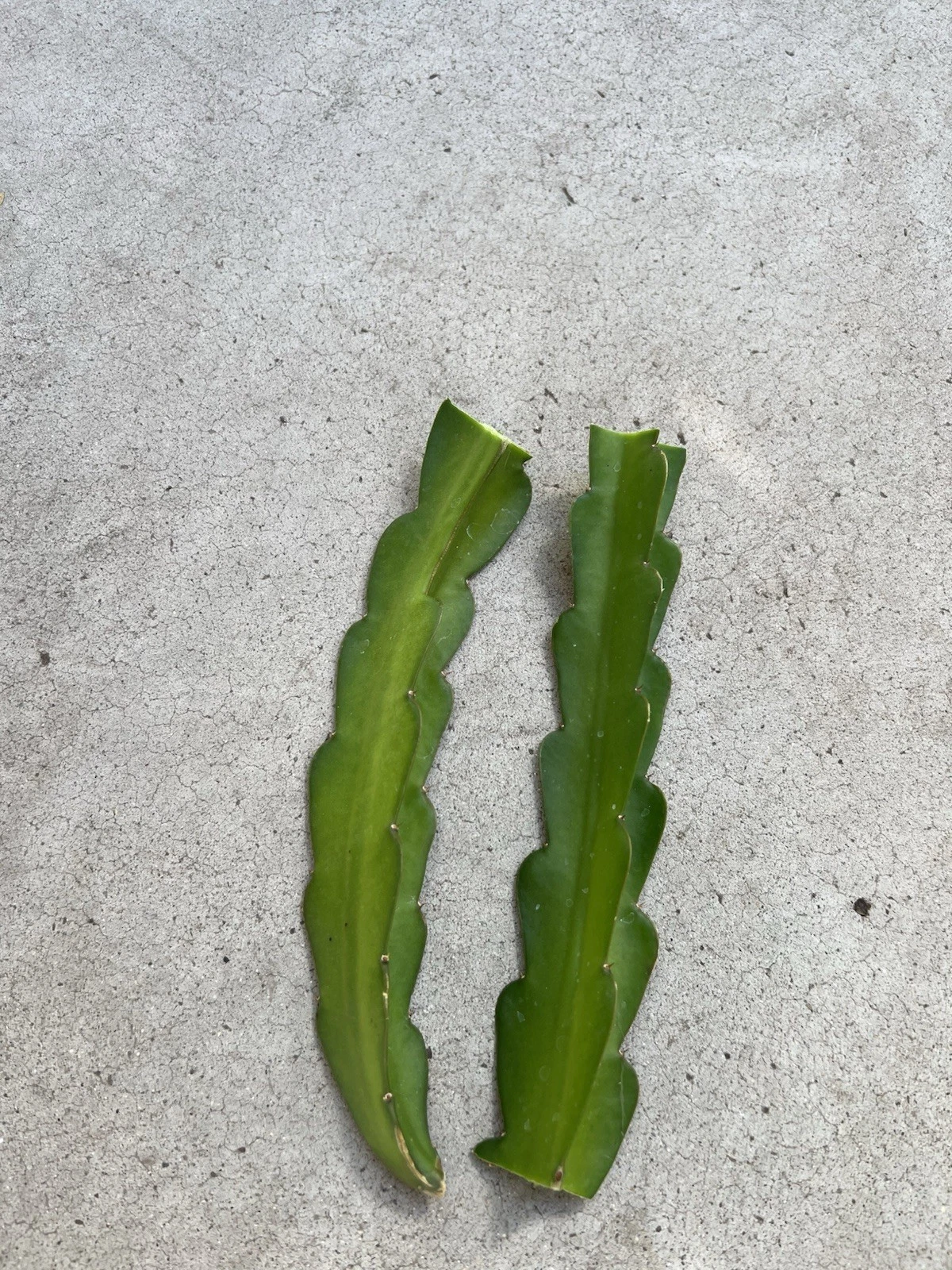 2 Dragon Fruit Cuttings – 8 Inch Red Flesh Variety – Self-Pollinating Cactus Cuttings Ready to Plant