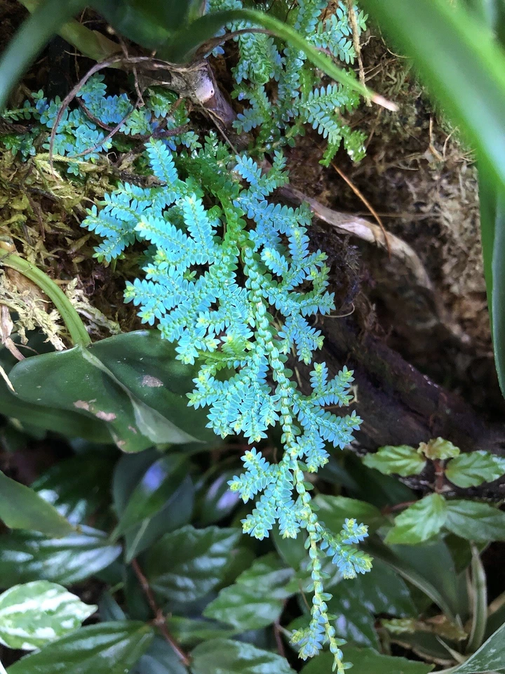 Rainbow Spikemoss Peacock Fern Cutting – Live Selaginella uncinata Blue Terrarium Plant for Propagation
