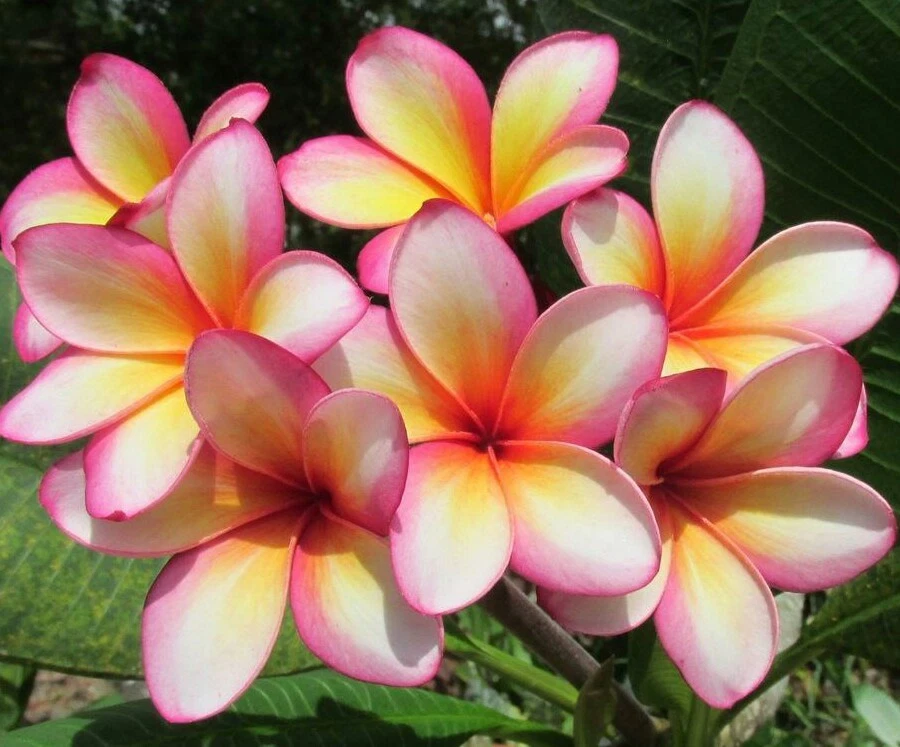 Rainbow Plumeria Cuttings – 3 Unrooted Frangipani Stems, 8–14 Inches for Planting