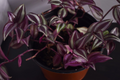 Tradescantia Wandering Jew – 12 Fully Rooted Cuttings – Easy Trailing Houseplant Starts for Pots & Hanging Baskets
