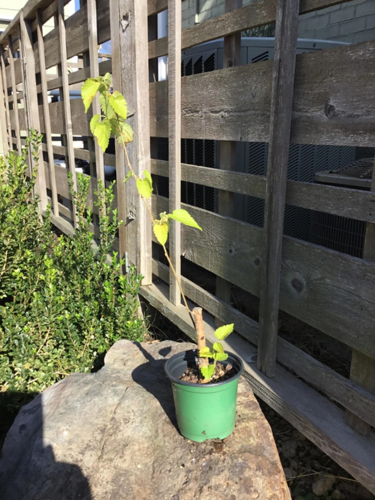 Everbearing Black Mulberry Tree Cuttings Dormant 6–17 Inch, Morus nigra Unrooted Cuttings for Propagation