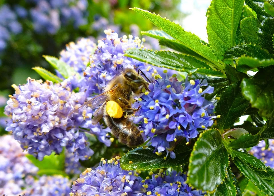 Ceanothus Horizontalis Cuttings – California Lilac – Live Organic Shrub Cuttings for Propagation