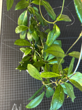 Hoya Crassipetiolata One Node Cutting – Live Unrooted Hoya Houseplant Cutting for Propagation