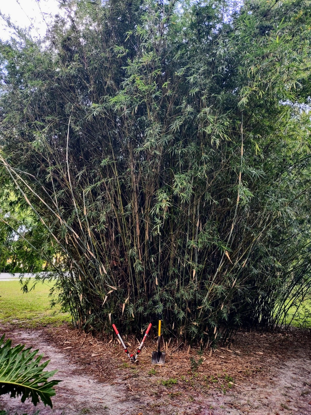 Bambusa Multiplex Green Hedge Clumping Bamboo Live Rooted Cutting Plant Starter