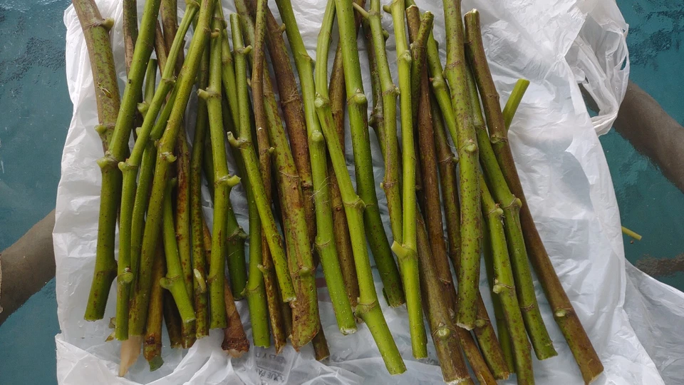 Hardy Chicago Fig Tree Cuttings – 20 Live Unrooted Fig Branches, Ficus Carica Variety for Home Garden Propagation