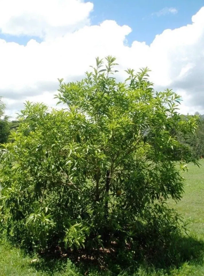 Achacha Fruit Tree Cutting – Garcinia humilis Unrooted Cutting, Exotic Tropical Plant for Propagation, Freshly Harvested Stem