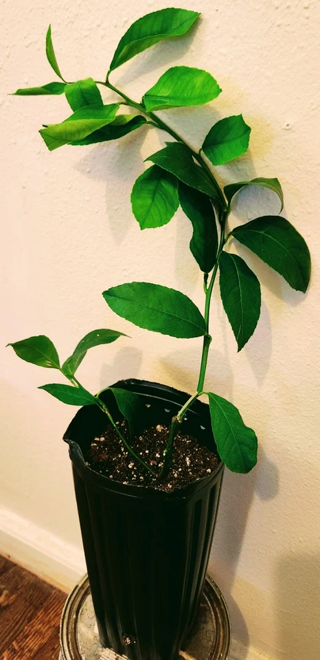 Meyer Lemon Tree Live Plant – Citrus meyeri Starter Tree 9–14 Inch Tall, Potted Citrus for Home Growing