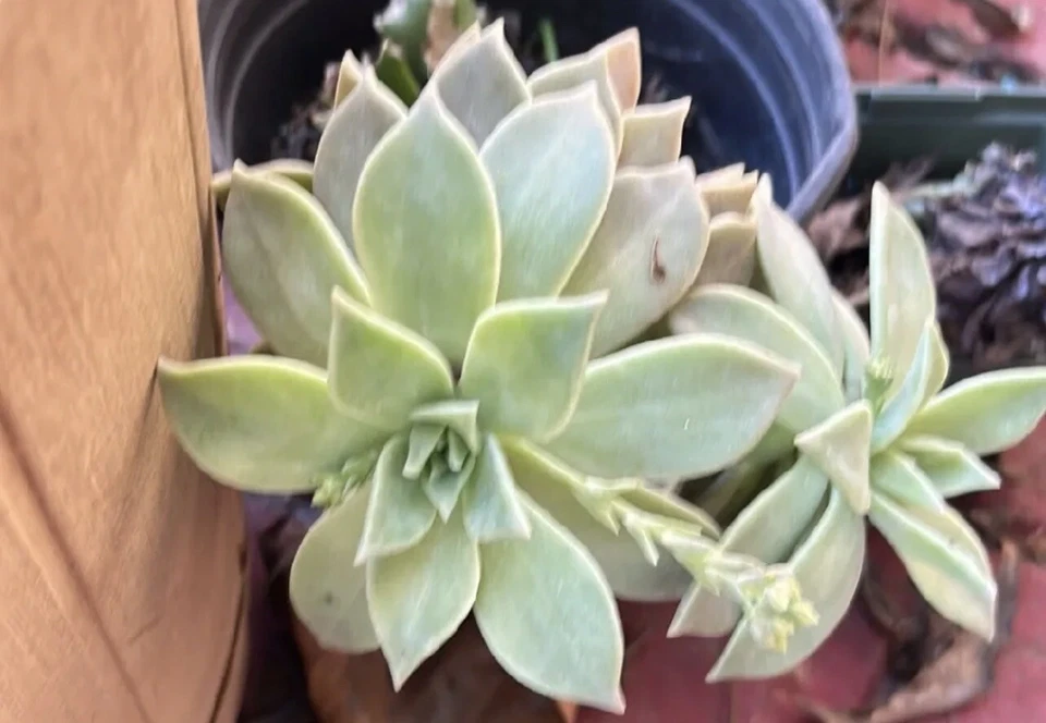 Ghost Plant Succulent Cuttings for Planting – 4 Unrooted Graptopetalum paraguayense Stems 3–4 Inches