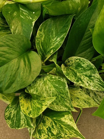 Marble Queen Pothos Vine Live Plant – Variegated Devil’s Ivy Houseplant for Indoor Growing