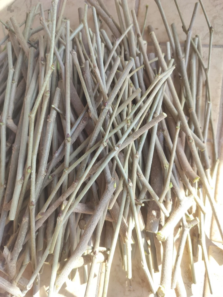 Shangri-La Mulberry Cuttings – 12 Fresh Unrooted Mulberry Scions for Rooting or Grafting, Outdoor Fruit Tree