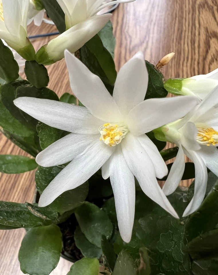 Easter Cactus White Spring Sunrise Rooted Plant Rhipsalidopsis Hatiora Live Holiday Cactus Houseplant