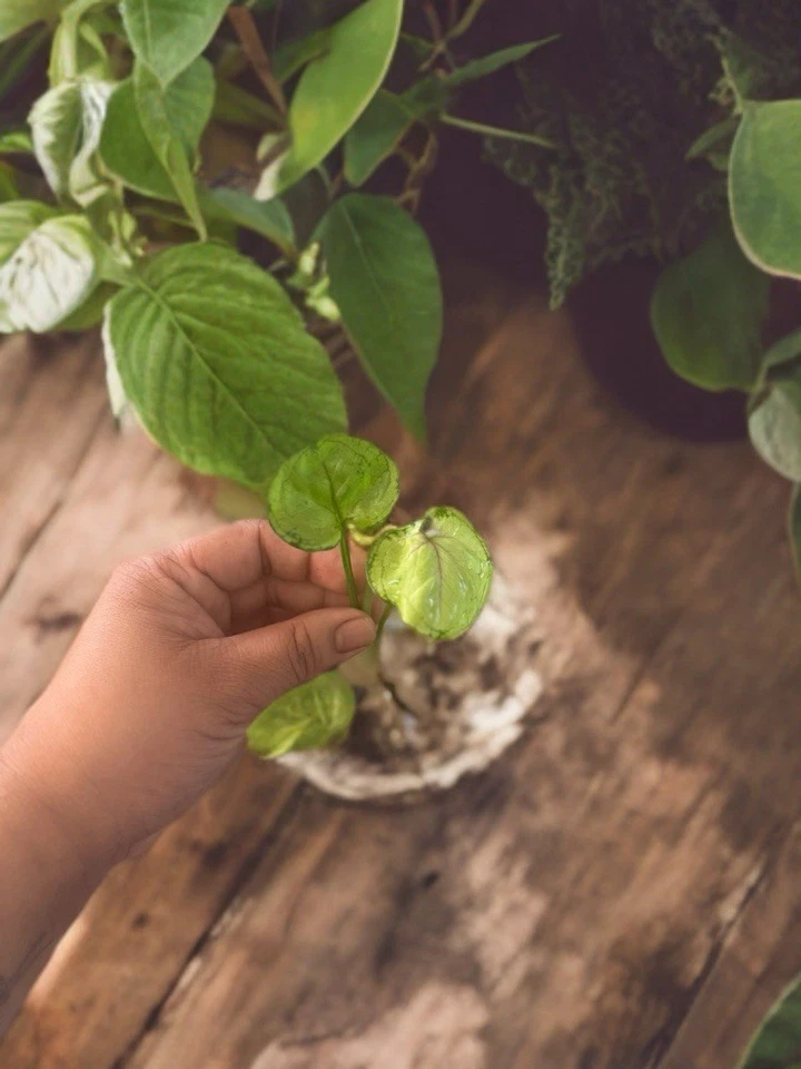 Syngonium ‘Berry Allusion’ Rooted Leaf Cutting for Planting – Pink Green Arrowhead Vine Indoor Houseplant
