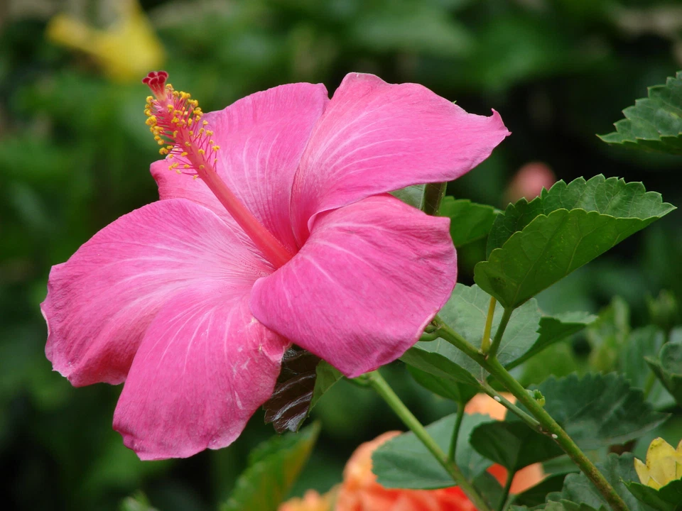 Hawaiian Pink Hibiscus Plant Cutting Live Tropical Flower 1 Cutting 2–4 Inch