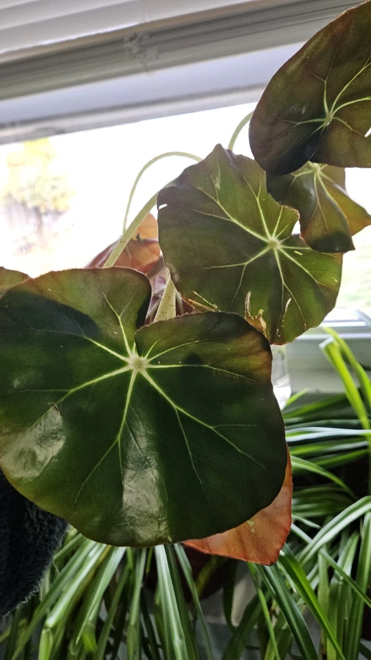 Beefsteak Begonia Cuttings – Begonia Erythrophylla Live Plant Cuttings for Indoor Propagation