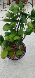 Hoya Kerrii Cutting – Heart Shaped Vine Unrooted Cutting with 2 Leaves and 1 Node