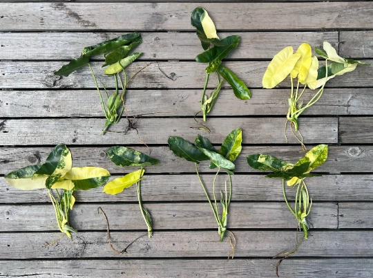 Variegated Burle Marx Philodendron Cutting with Nodes and Air Roots, Tropical Indoor Houseplant Propagation Starter