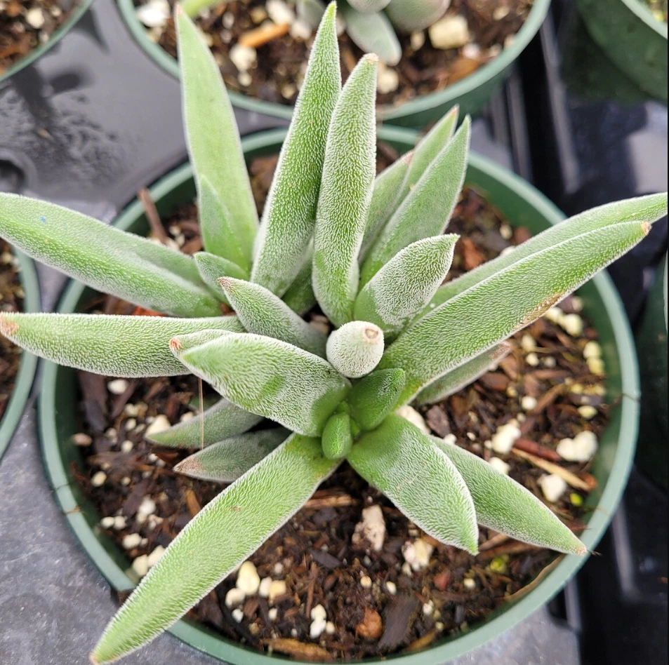 Crassula Mesembryanthemoides Tenelli Live Plant for Planting – 2 Inch Potted Succulent Starter