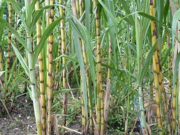 Sugarcane Rooted Cuttings – 5 Live Saccharum officinarum Pieces for Propagation and Planting